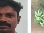’പലനാൾ കള്ളൻ ഒരുനാൾ പിടിയിൽ’-പഴഞ്ചൊല്ല് അന്വർത്ഥമായി; വാഴക്കുല മോഷണക്കേസിൽ പിടിയിലായത് ബൈക്ക് മോഷണമടക്കമുള്ള നിരവധി കളവ് കേസ് പ്രതി! ഫാമിൽനിന്ന് മോഷ്ടിച്ചത് 12 കിലോ തൂക്കമുള്ള എട്ട് വാഴക്കുലകൾ